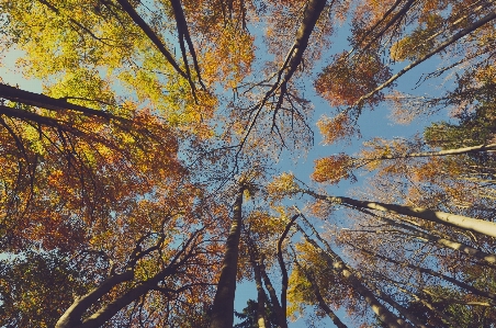 Foto Albero foresta ramo pianta