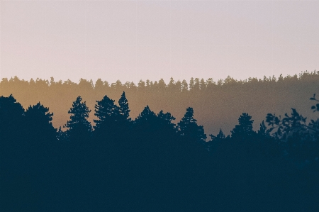 Tree nature forest horizon Photo