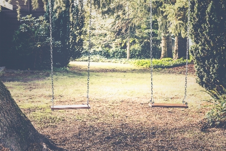 Foto Pohon hutan rumput sinar matahari