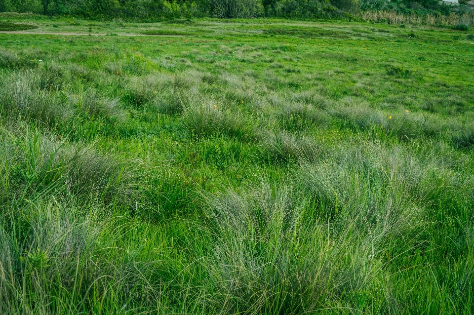 Césped pantano
 planta campo