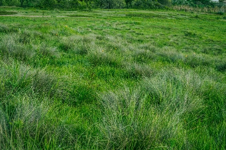 Grass marsh plant field Photo