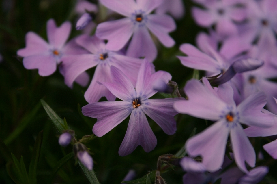 Natur blüte wachstum anlage