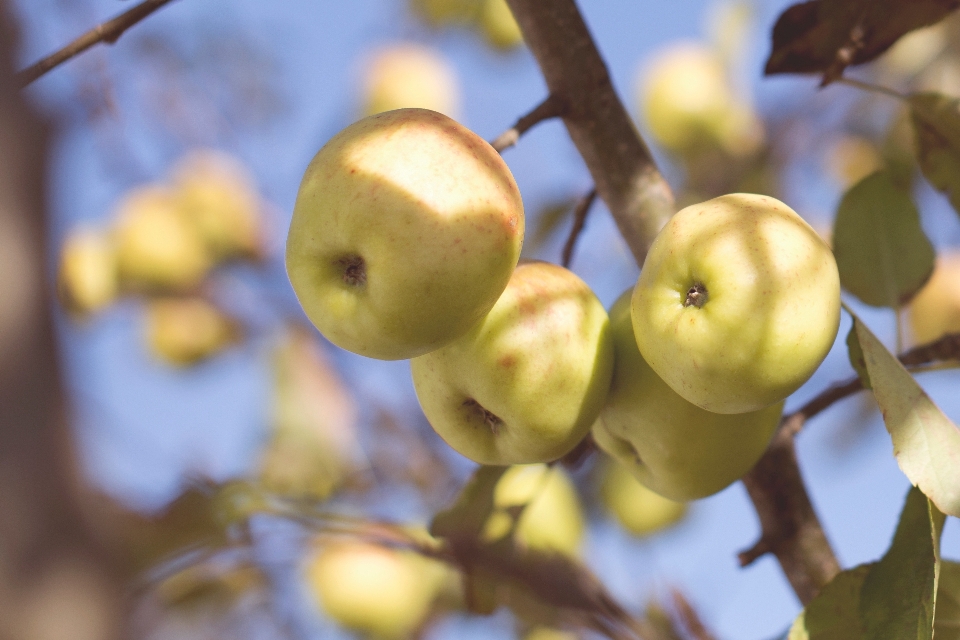 Apple pohon cabang mekar