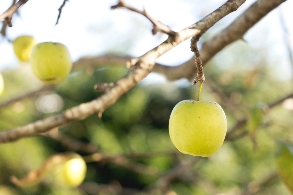 Apple tree branch plant