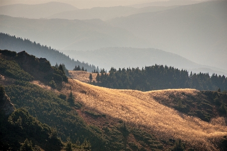 Foto Paesaggio natura foresta selvaggia
