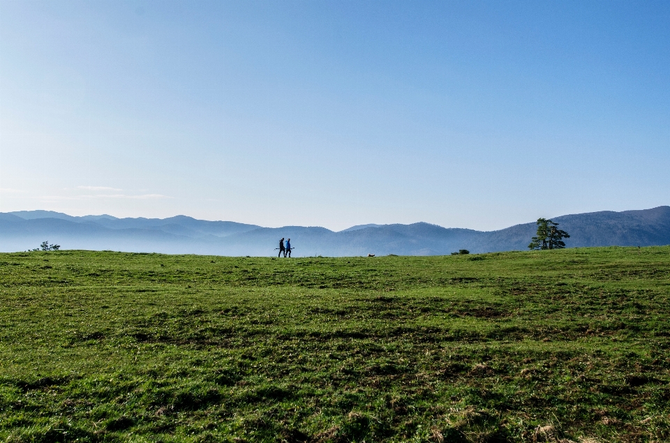 Paysage nature herbe horizon