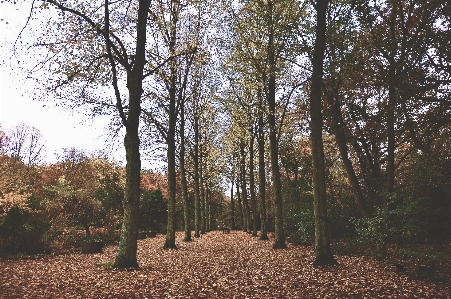 Tree nature forest wilderness Photo