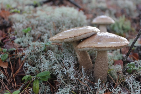 自然 森 植物 モス
 写真