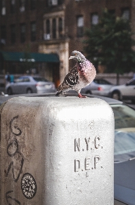 鳥 道 街 都市 写真