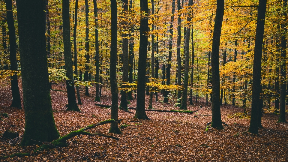 Albero natura foresta ramo