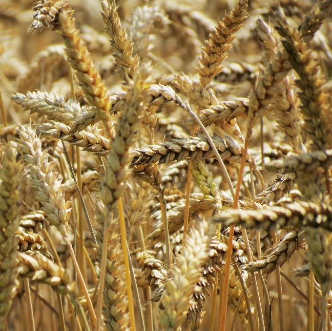 Plant field barley wheat