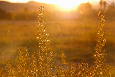 Tree nature grass plant Photo