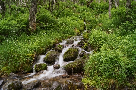 Forest waterfall wilderness river Photo