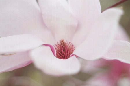 自然 花 植物 白 写真