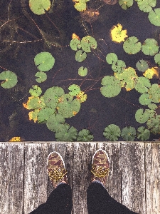 Tree nature branch shoe Photo