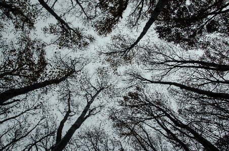 Tree nature forest branch Photo