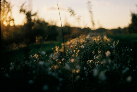 Tree nature forest grass Photo