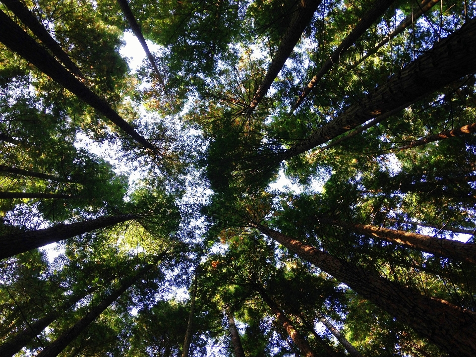 árbol naturaleza bosque exterior