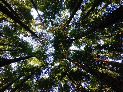 Foto Albero natura foresta all'aperto