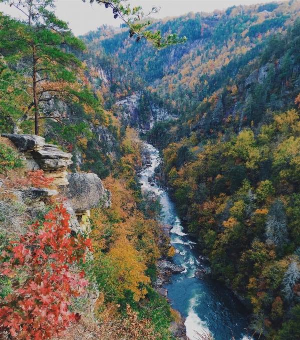 Pohon sungai kecil
 gurun
 gunung