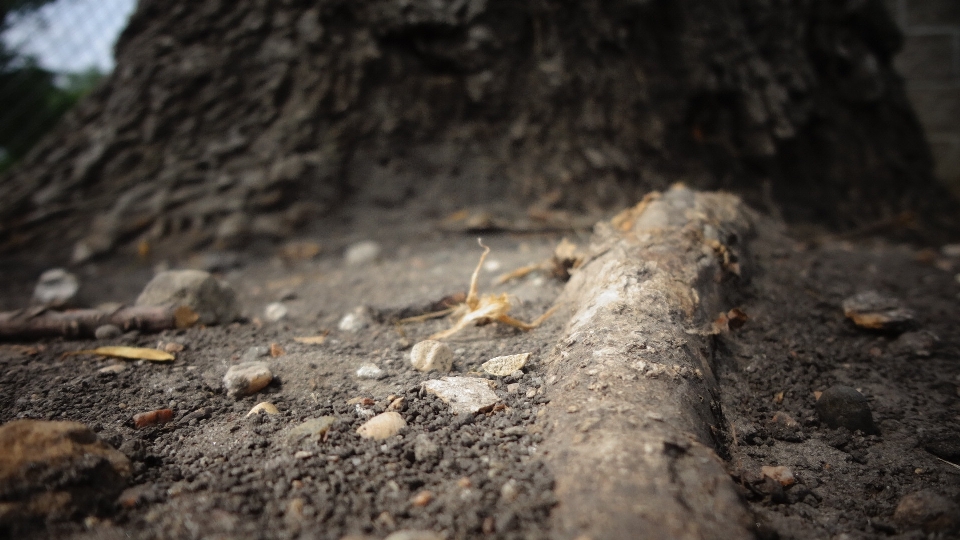 Arbre nature rock usine