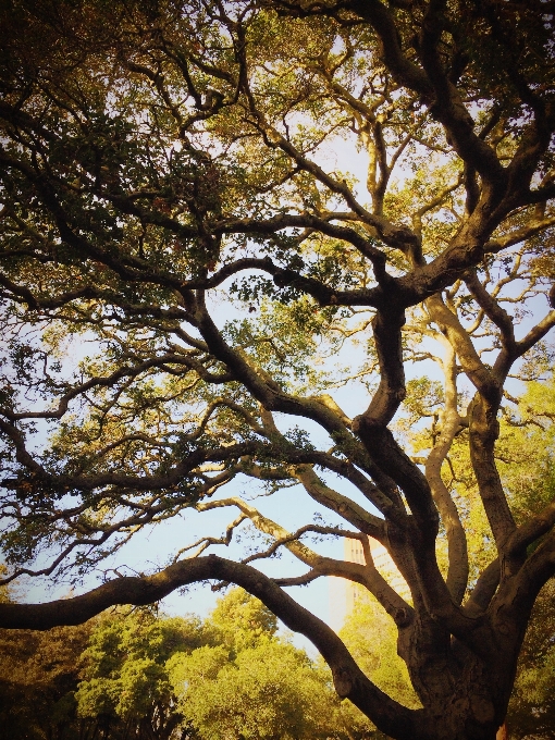 árvore floresta ar livre filial