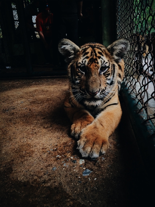 Animal fauna silvestre zoo mamífero