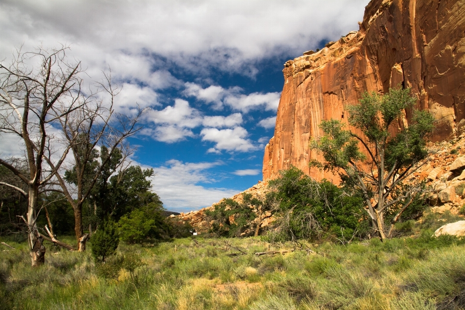 Paysage arbre nature rock