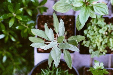 Nature blossom plant leaf Photo