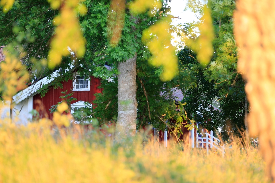 Arbre nature herbe usine