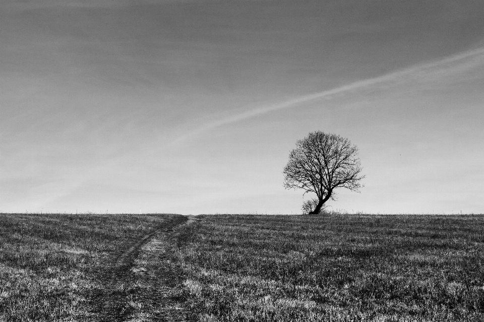 Landschaft baum natur gras