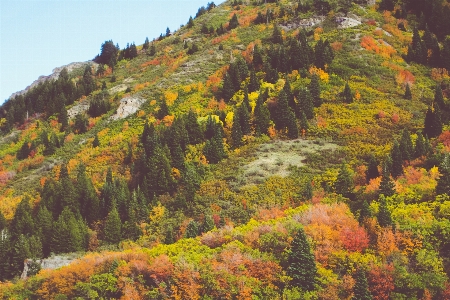 Foto árvore floresta região selvagem
 montanha