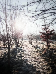 Landscape tree nature forest Photo