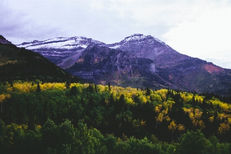 風景 木 自然 森 写真