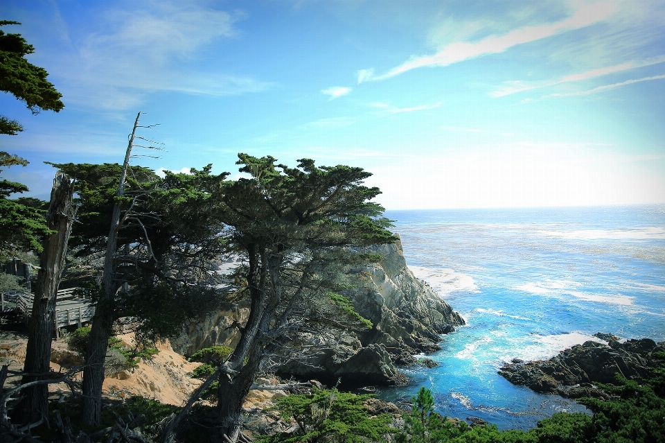 Plage mer côte arbre