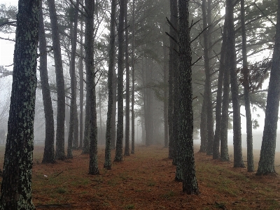 Landscape tree nature forest Photo