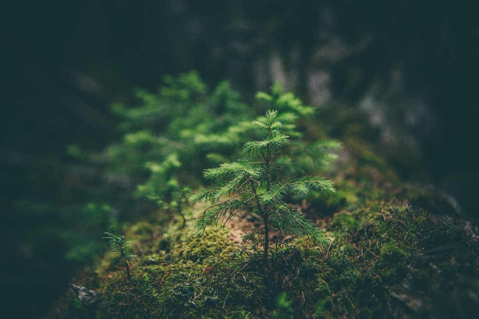 木 自然 森 草