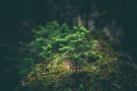 Foto Albero natura foresta erba