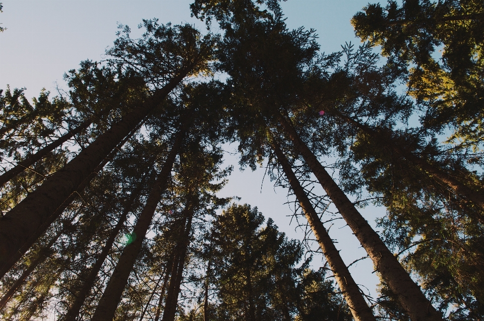 Tree nature forest branch