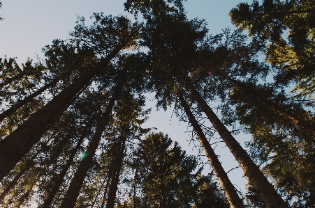 Tree nature forest branch Photo