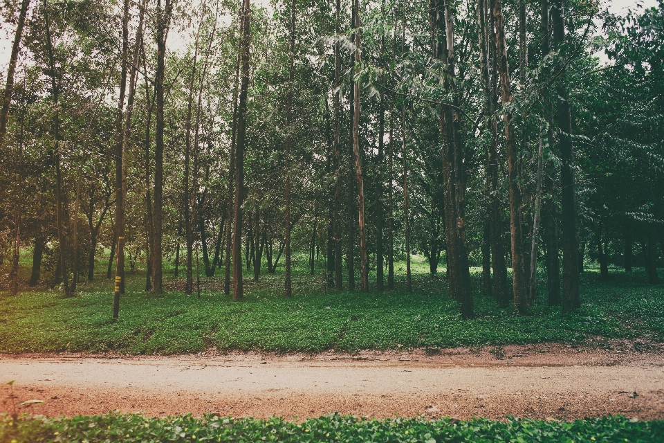 Paesaggio albero natura foresta