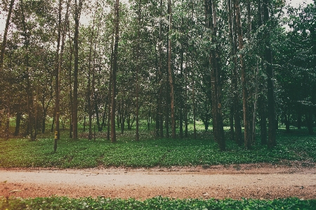 Landscape tree nature forest Photo