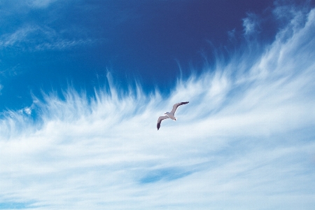 Sea nature bird wing Photo