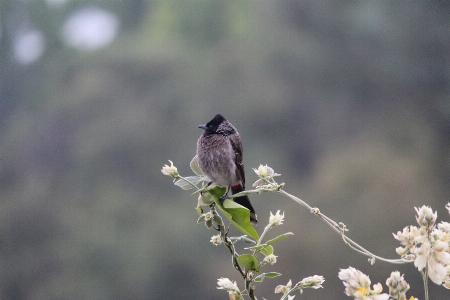 Nature branch bird flower Photo