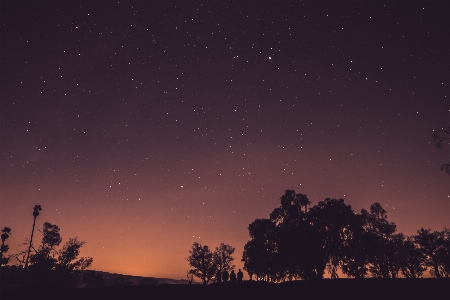 Tree silhouette sky night Photo