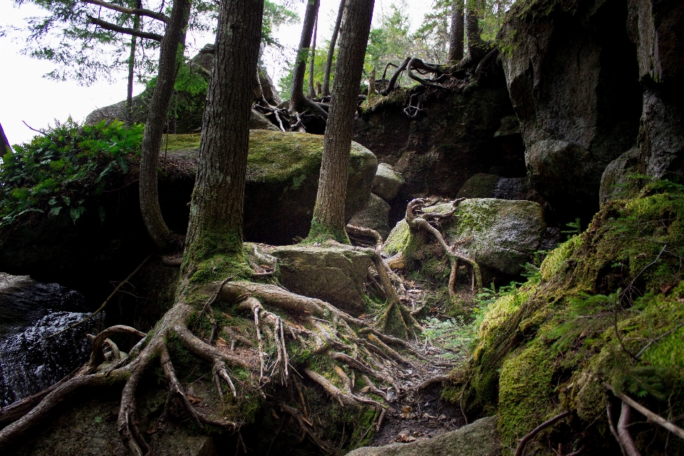 Pohon alam hutan rock