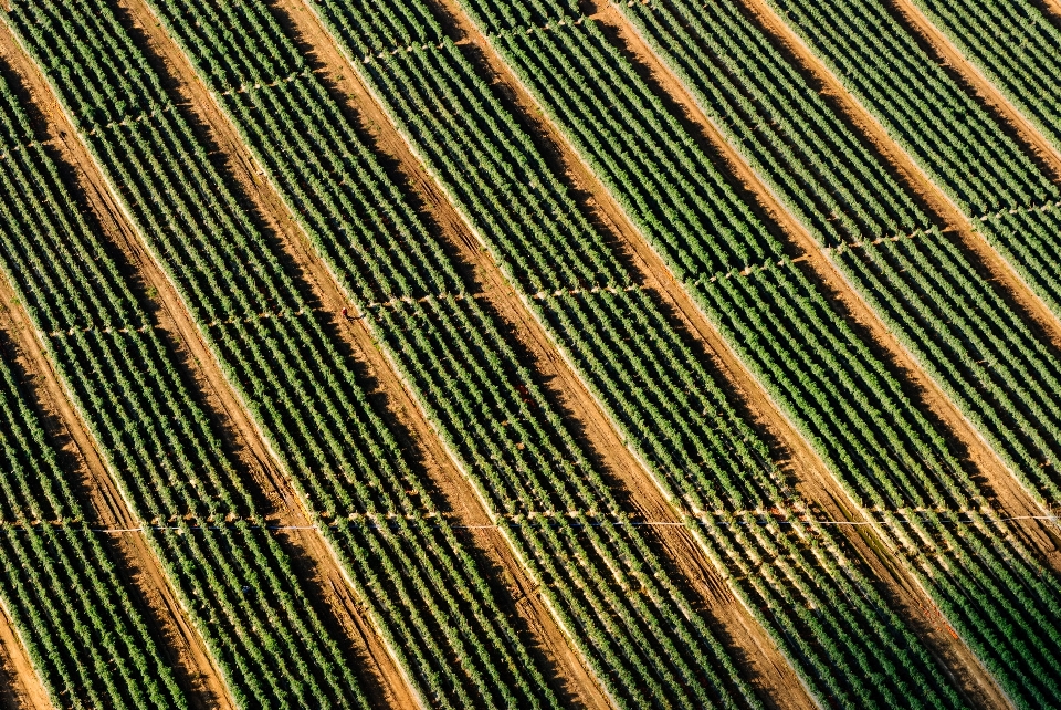 Erba pianta legna vigneti