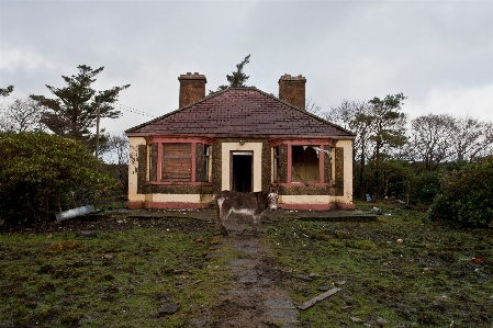 Foto Pohon alam villa rumah