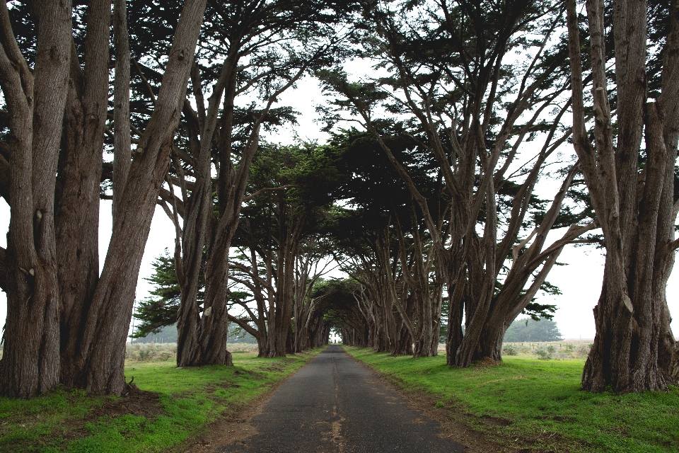 Paisaje árbol naturaleza bosque