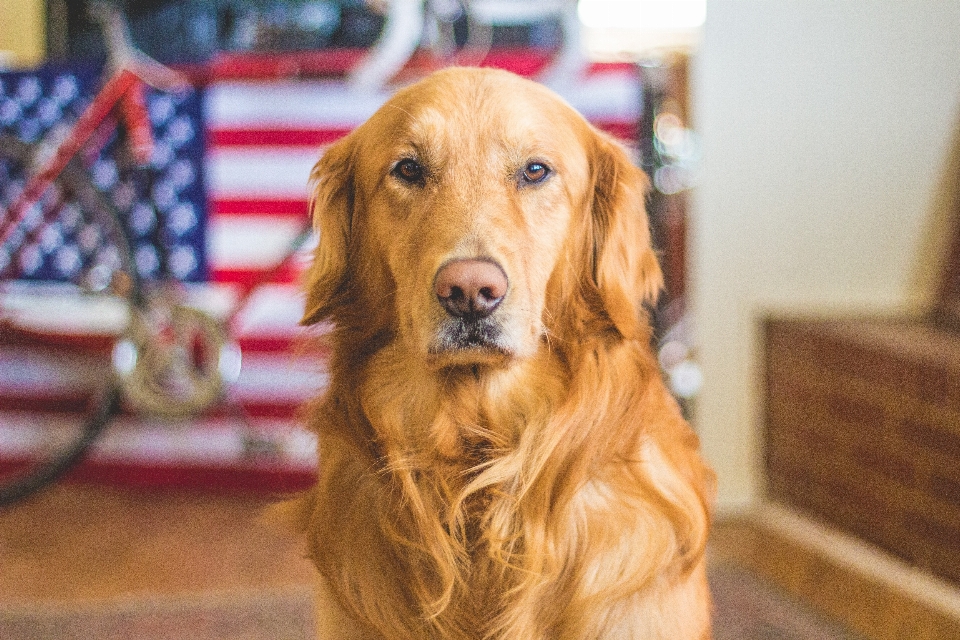 Bicicleta perro animal bandera estadounidense
